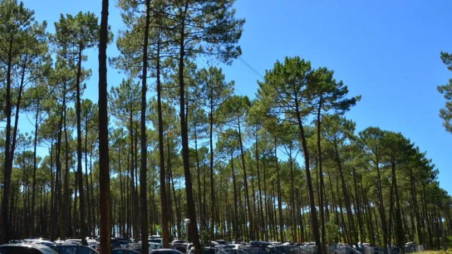Plein Air Locations - camping Lou Pignada