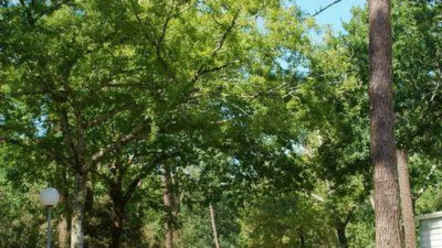 Camping Les Pins de la Coubre