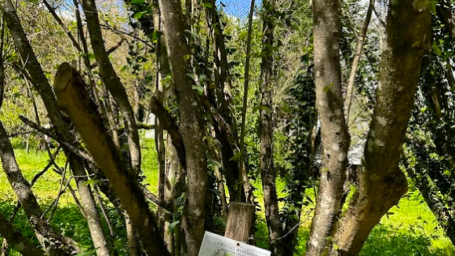 Isis En Cévennes