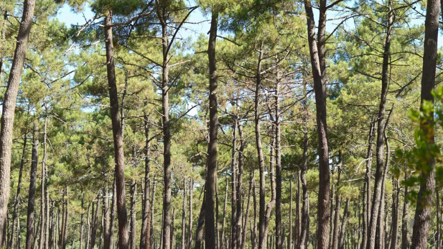 Huttopia Lac de Carcans