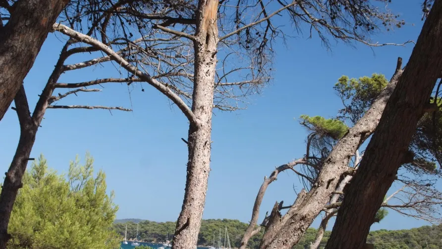 Camping Tikayan Le Méditerranée