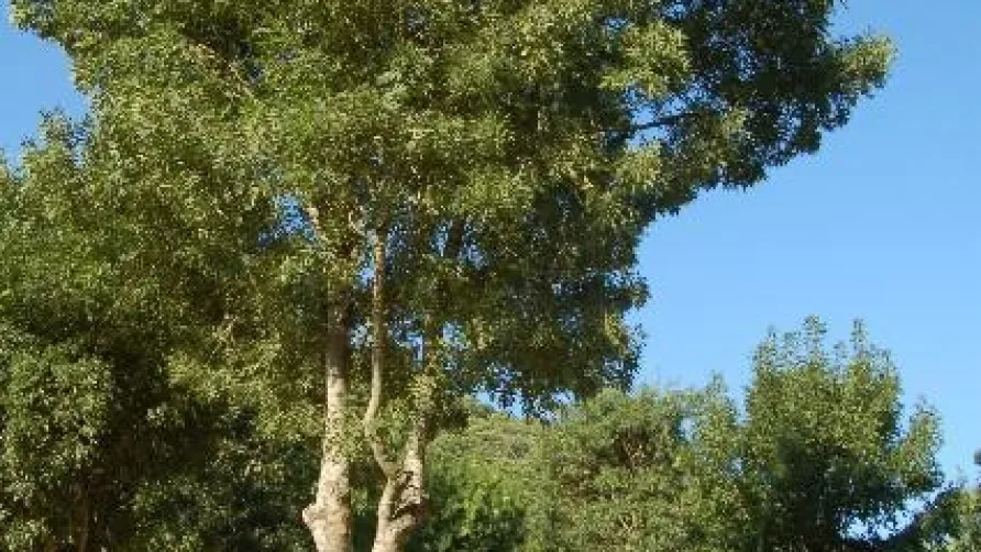 Camping L'Ardéchois