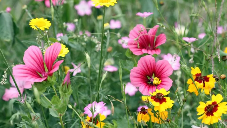Flower Camping de Mars