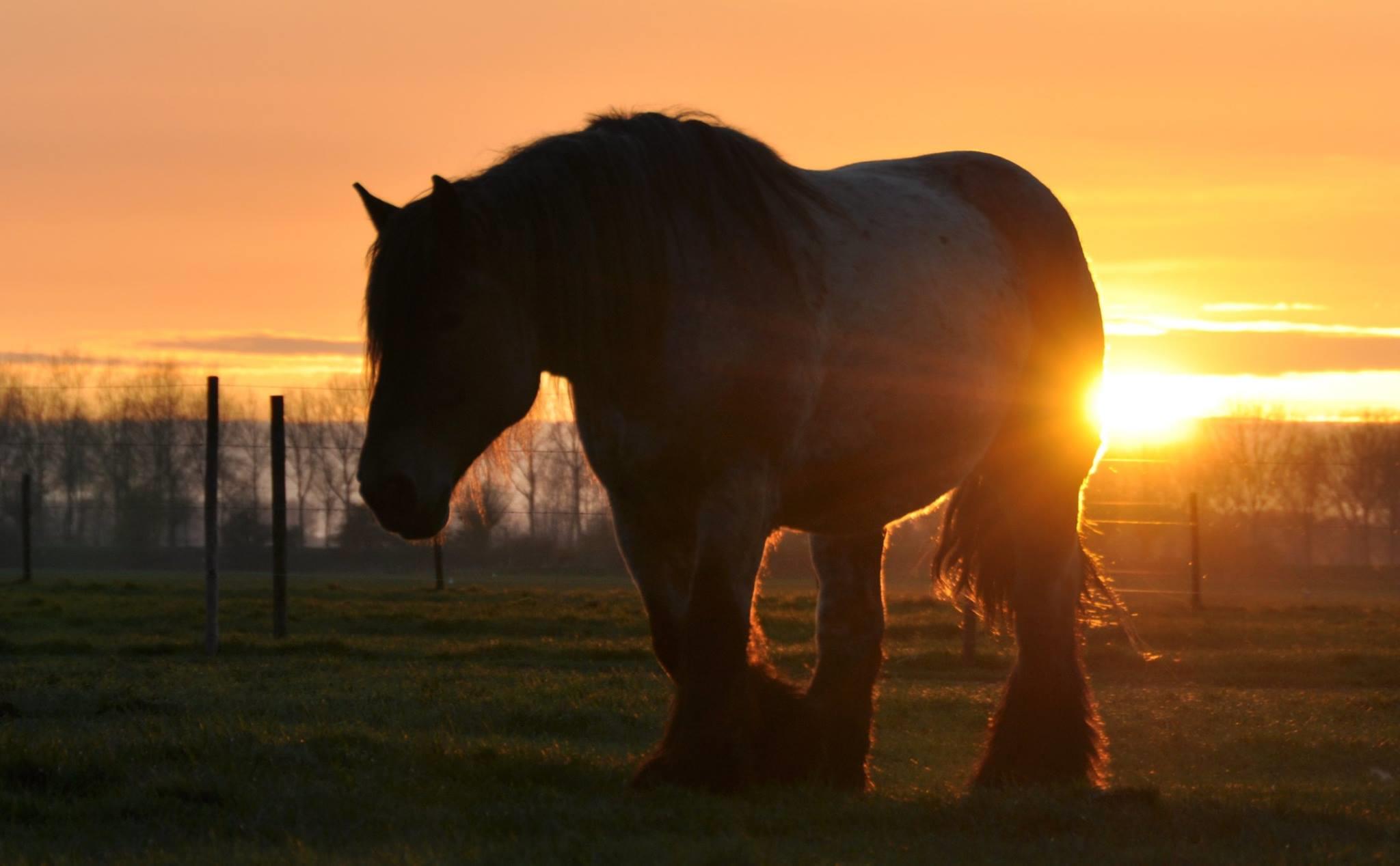 Camping De Paardenwei