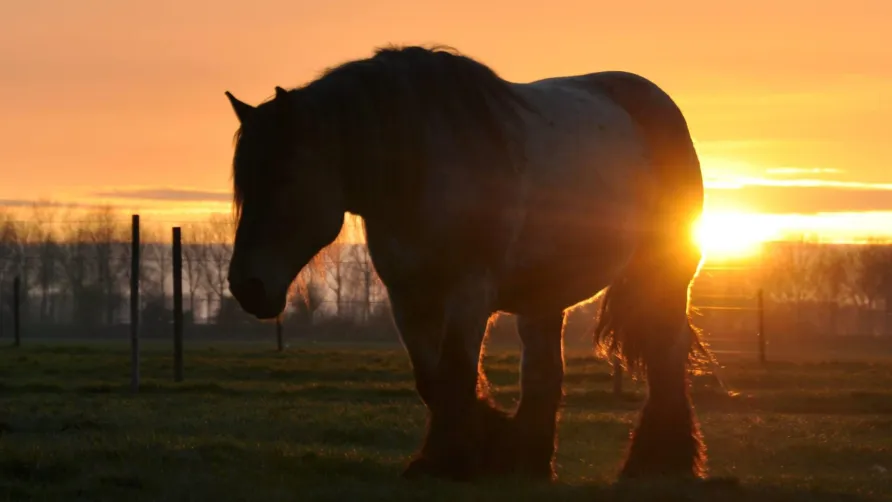 Camping De Paardenwei