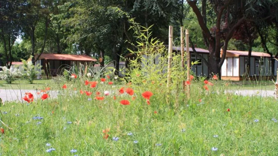 Camping L'Apamée