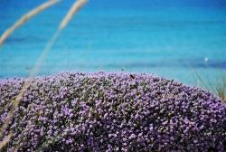 Baia di Gallipoli Camping Village
