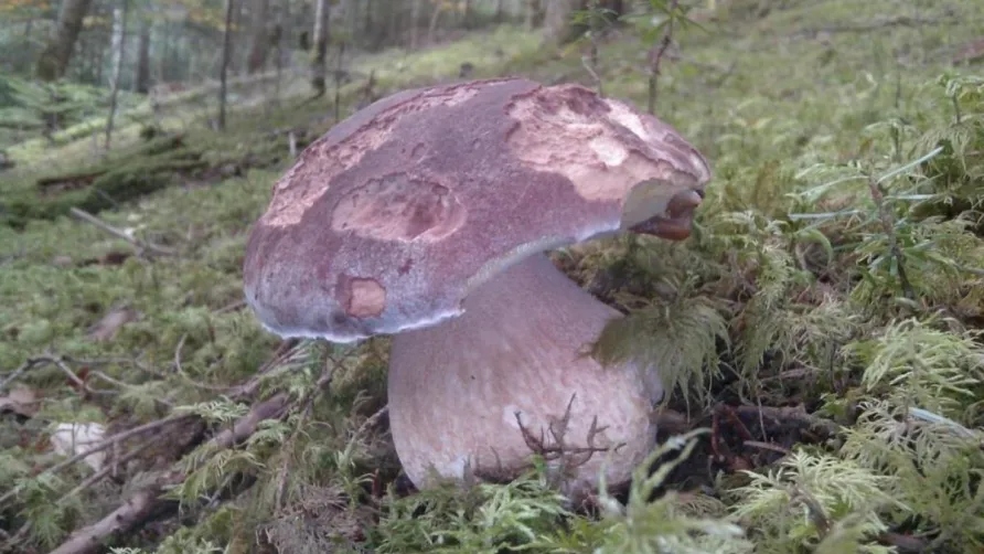 Camping La Chanterelle