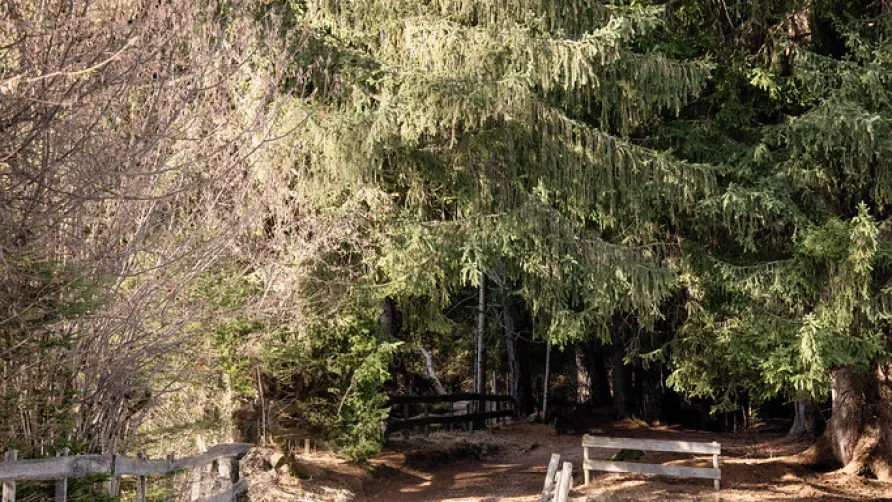 Club del Sole - Val di Fiemme Easy Camping Village