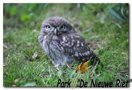 Park de Nieuwe Riet
