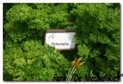 Park de Nieuwe Riet