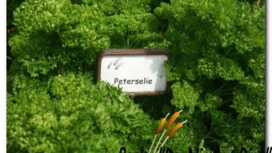 Park de Nieuwe Riet