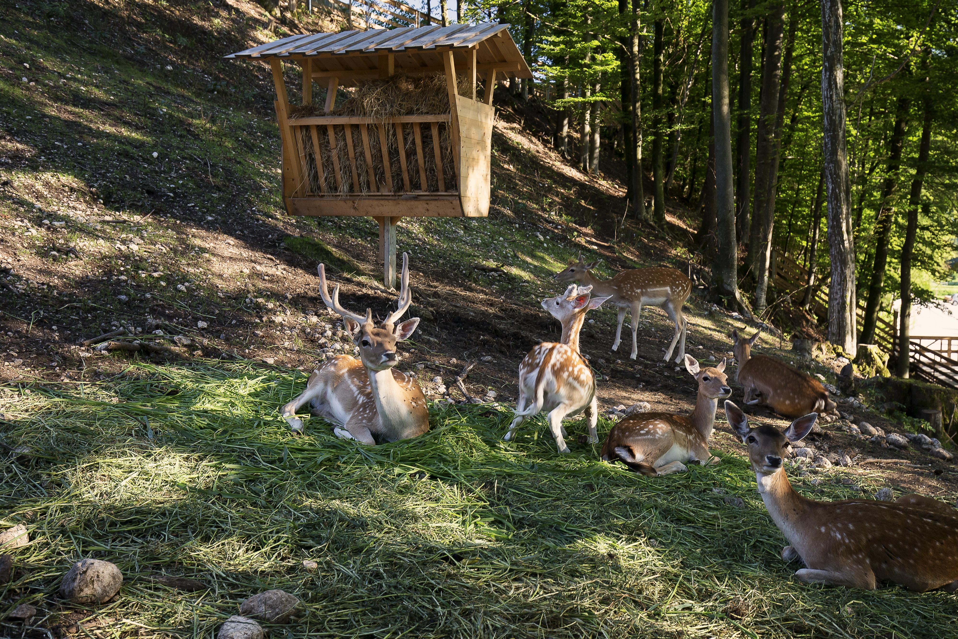 Slovenia Eco Resort