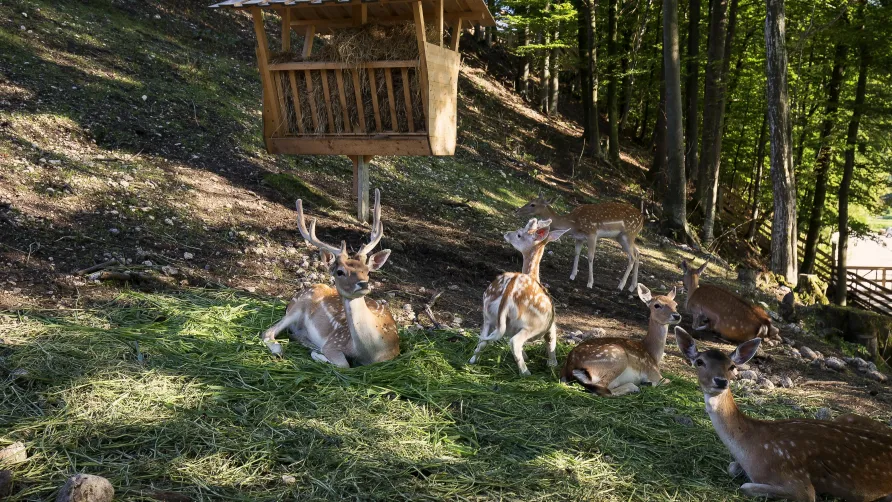 Slovenia Eco Resort