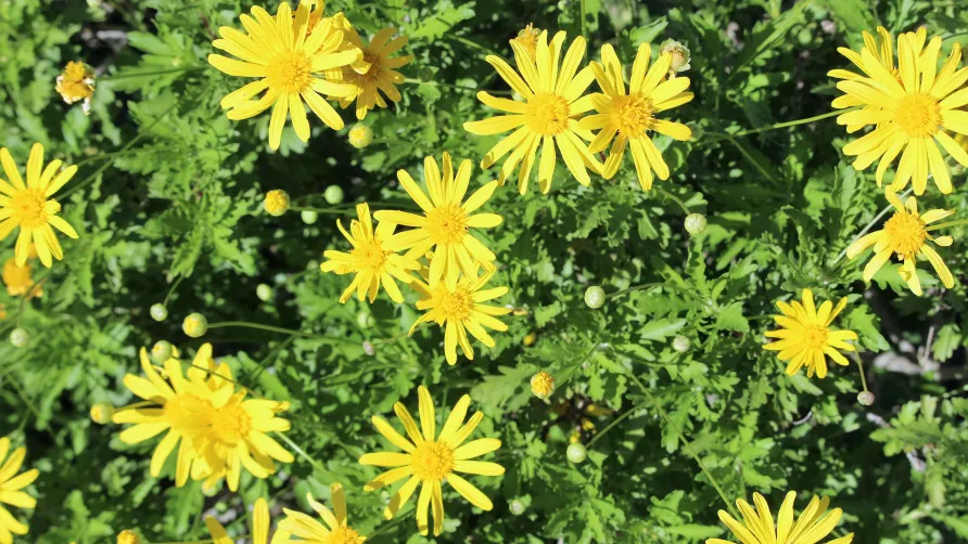 Flower Camping le Dolium