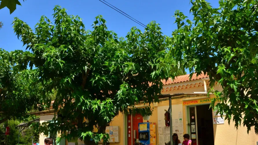 Camping Sainte-Victoire