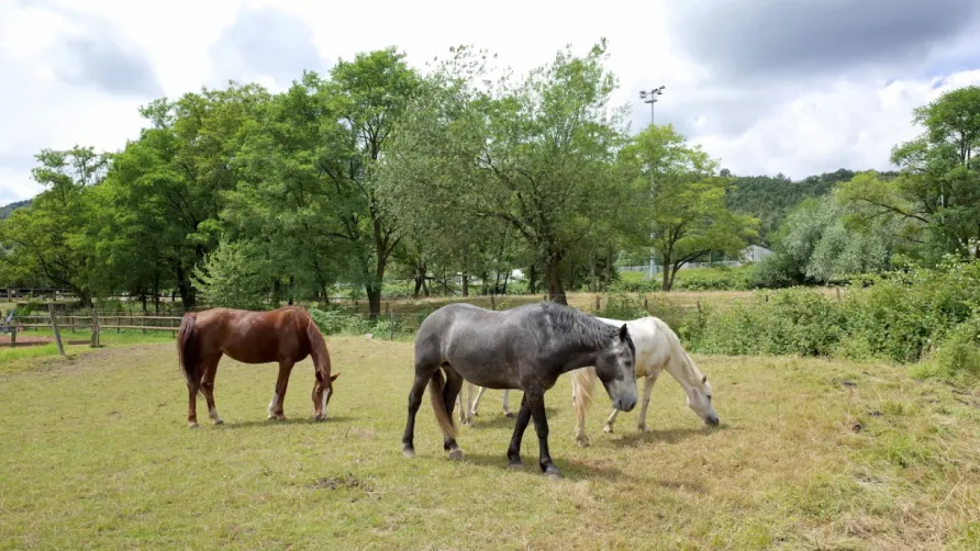 Camping Seasonova Les Portes d'Alsace