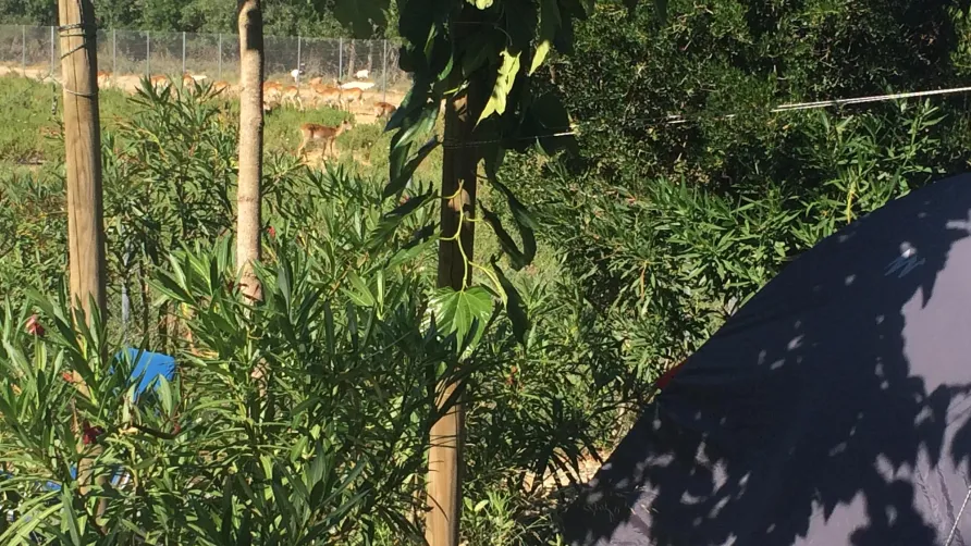 Camping La Grange Neuve - Face à La Réserve Africaine de Sigean