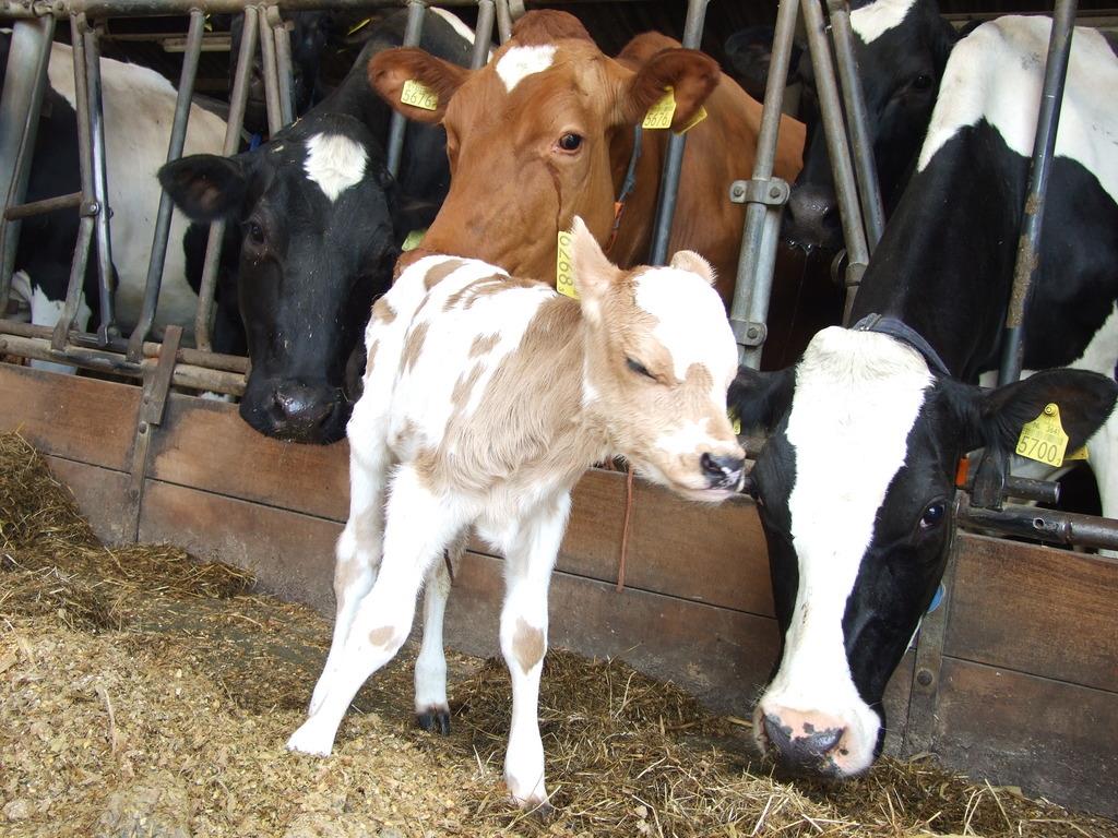 Natuurcamping De Boerderij