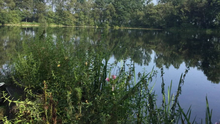 Natuurkampeerterrein Mariahoeve
