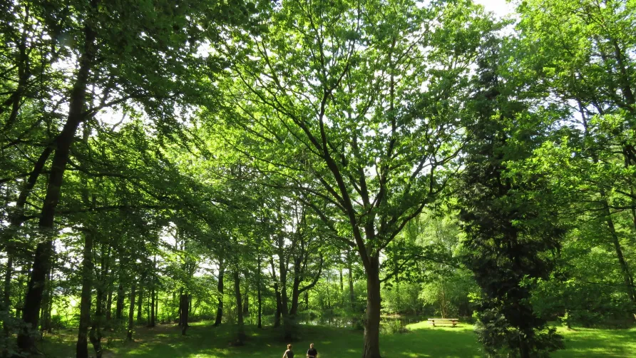 Natuurkampeerterrein Mariahoeve