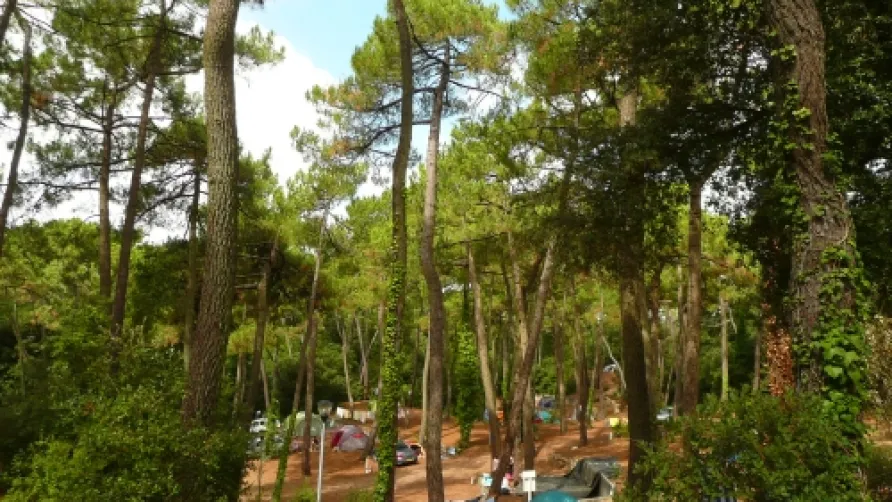 Capfun - Camping Le Bois d'Amour***