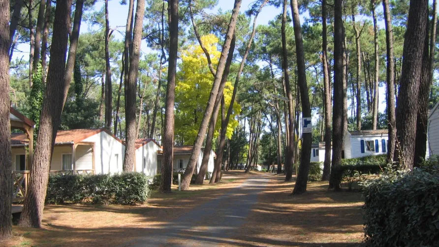 Flower Camping Au Bois Des Biches