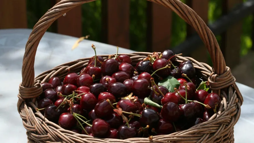 Aire naturelle de Camping Les Cerisiers