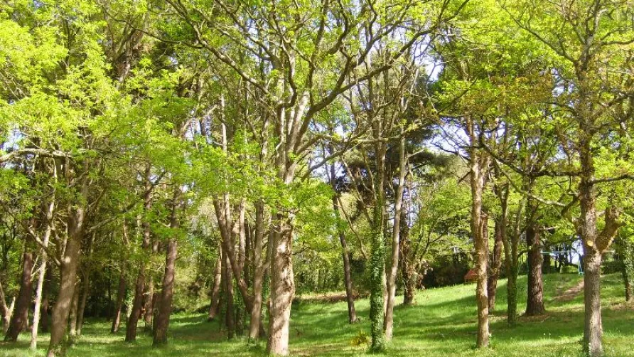 Camping Les Ajoncs d'Or