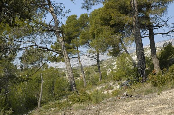Camping le Cézanne Montagne Sainte-Victoire
