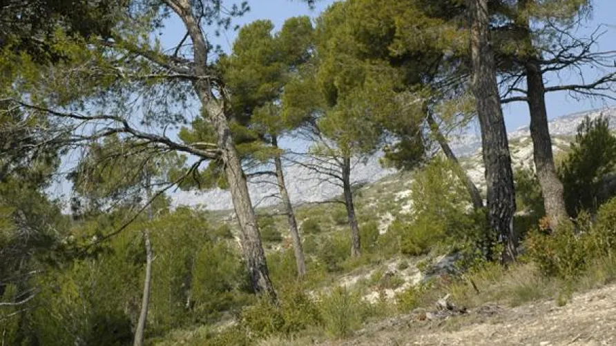 Camping le Cézanne Montagne Sainte-Victoire