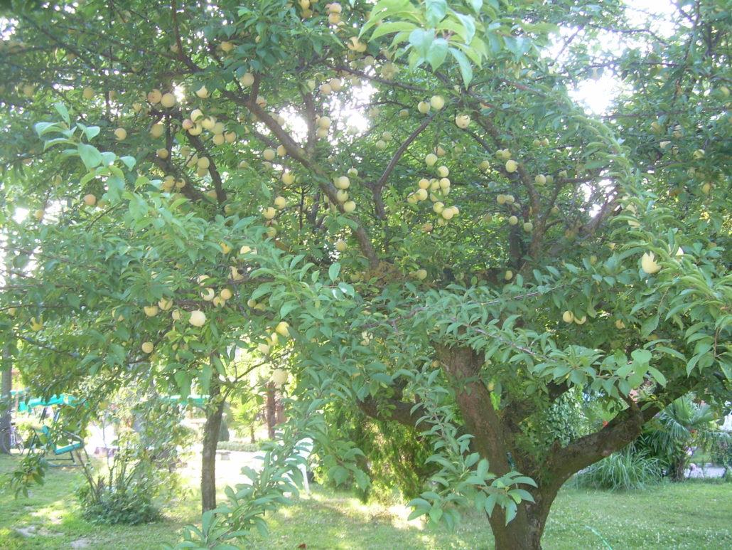 Agricampeggio Mose