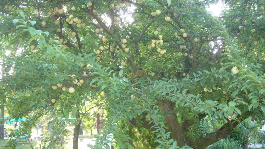 Agricampeggio Mose