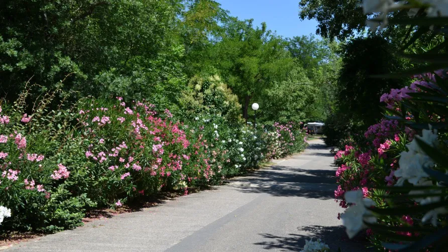 Flower Camping Le Saint Michelet