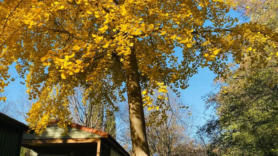 Camping Les Portes du Canigou