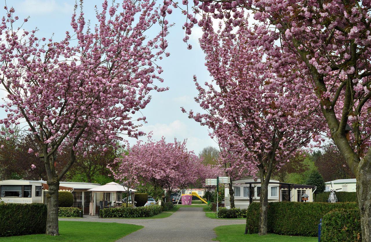 Vakantiepark Capfun Rakelbos