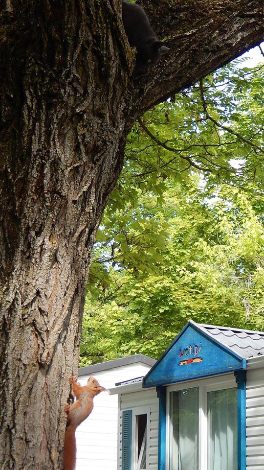 Camping le Chêne