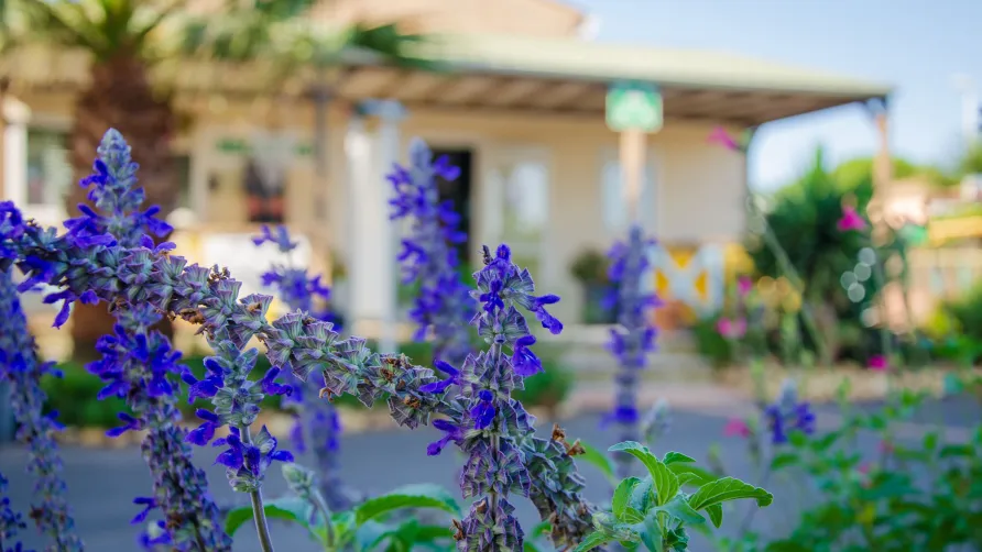 Camping Les Jardins d'Agathe Maeva Escapades