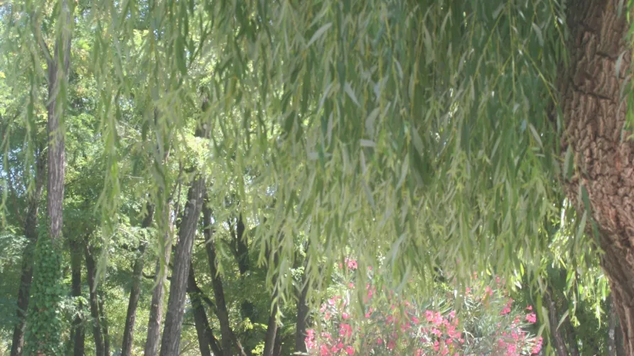Camping Le Mas Sud Ardèche