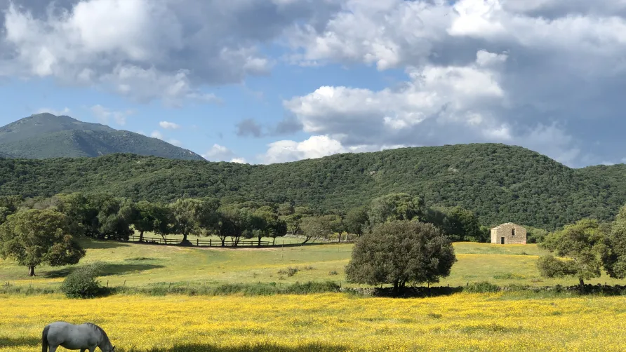Camping OLVA LES EUCALYPTUS