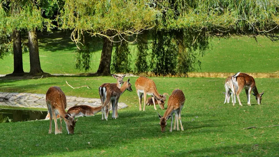 Camping des Gayeulles