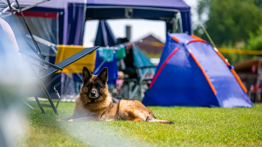 Camping Vinkenhof