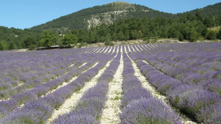 Clico Chic - Camping Castillon de Provence