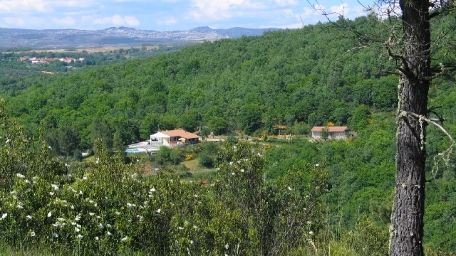 Cepo Verde