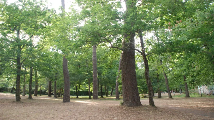 Camping La Clairière