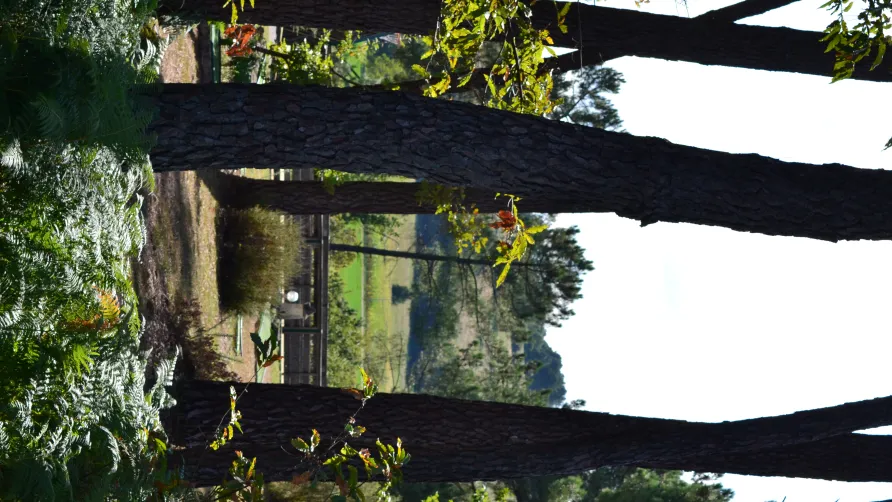 Domaine des Grands Pins
