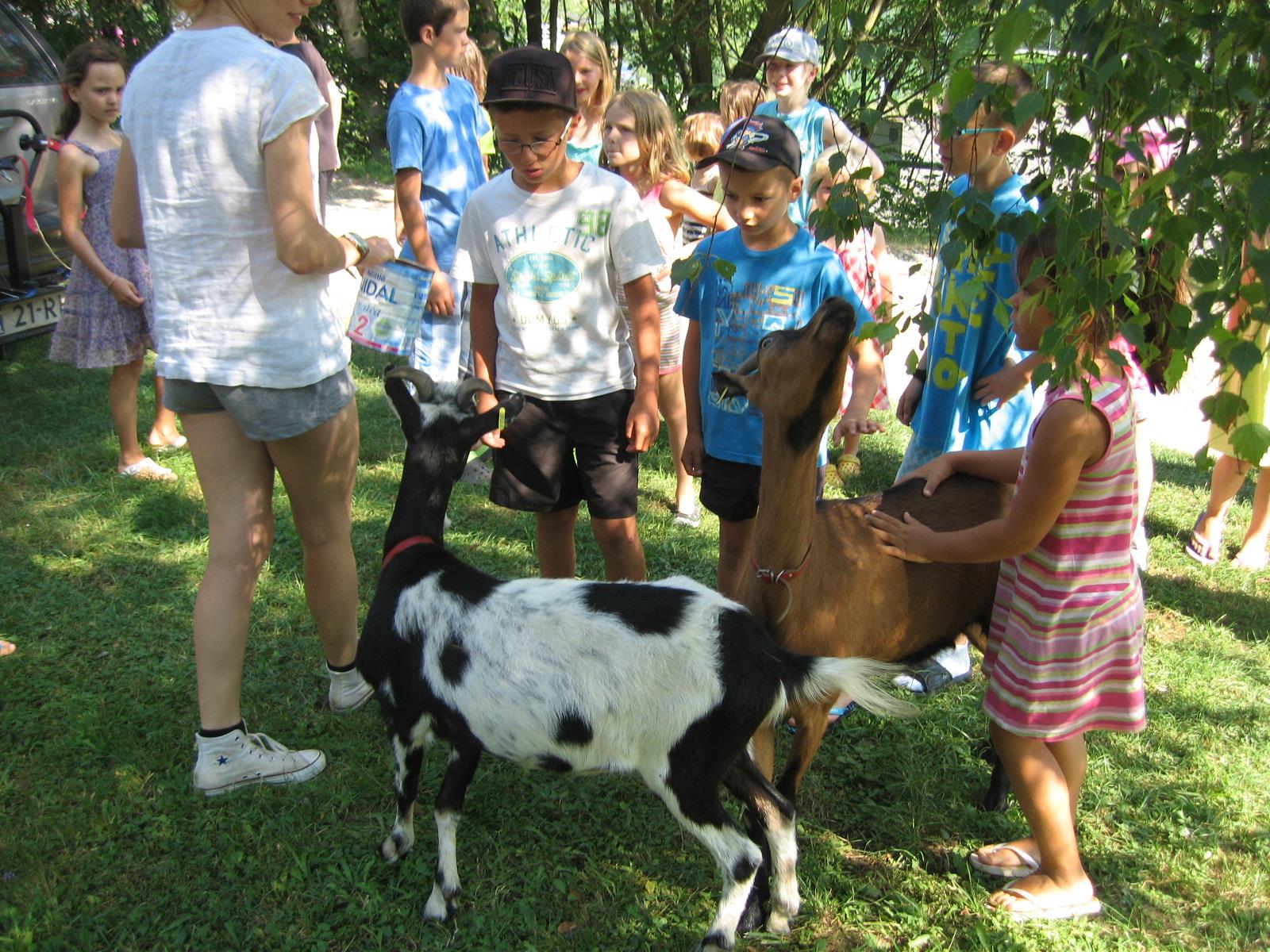 Camping le Grand Cerf